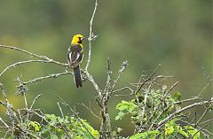 White-edged Oriole